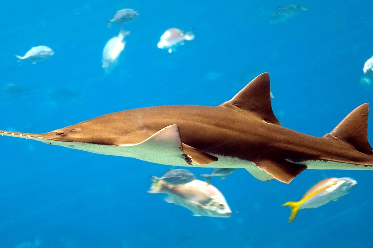 Adventure Aquarium - Gallery Image 2